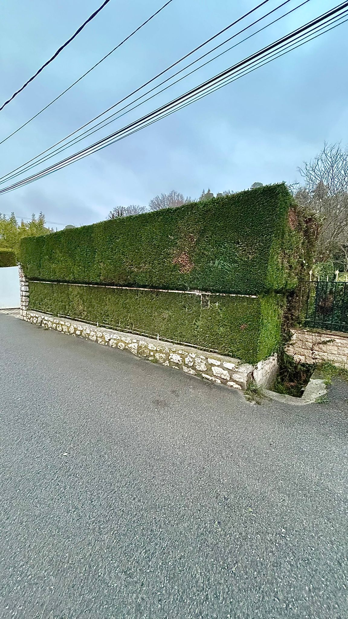 Grande haie verte impeccablement taillée sur muret en pierre, bordure de rue