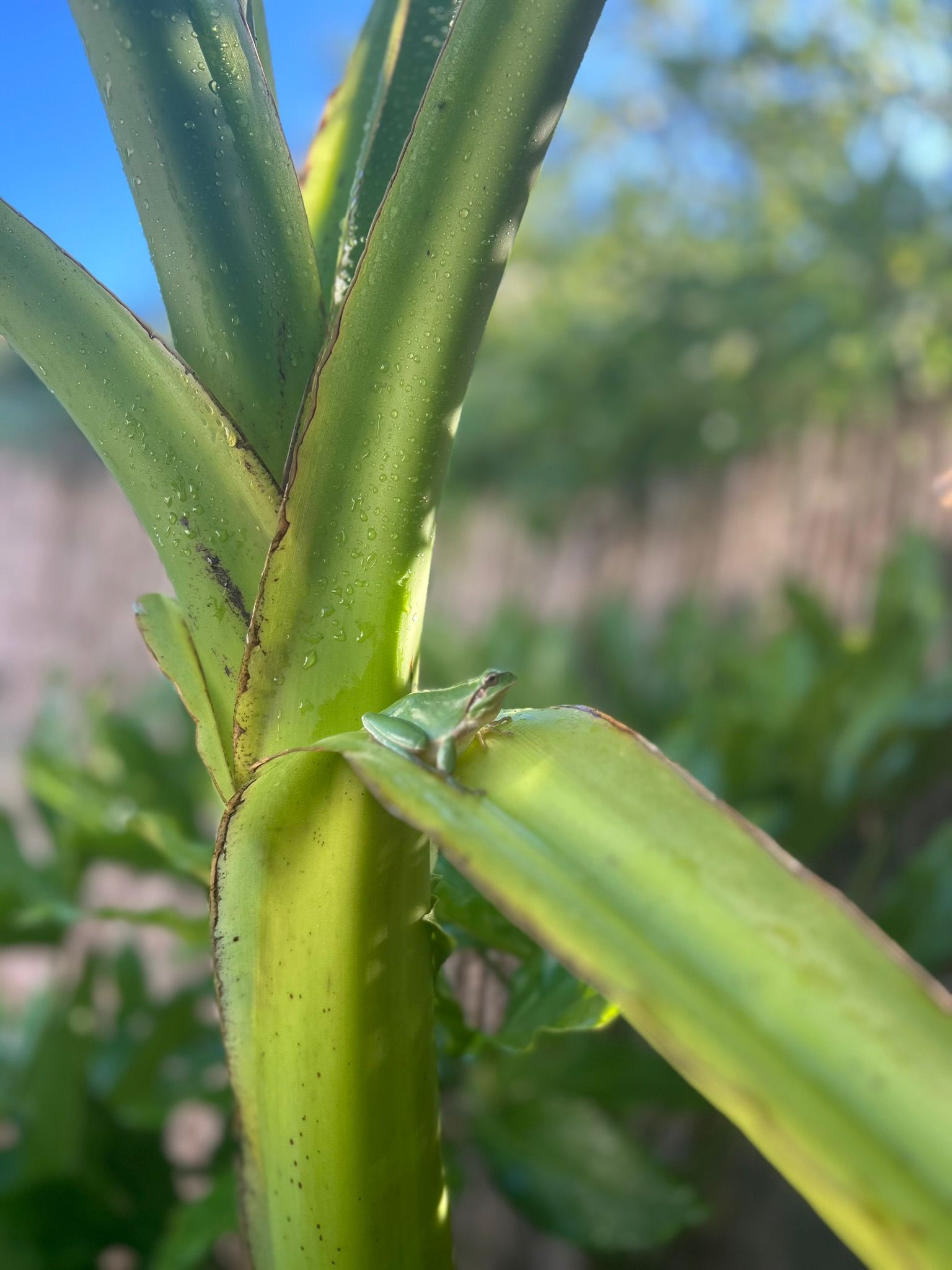 Petite grenouille verte sur tige de bambou, signe d'un jardin sain et vivant