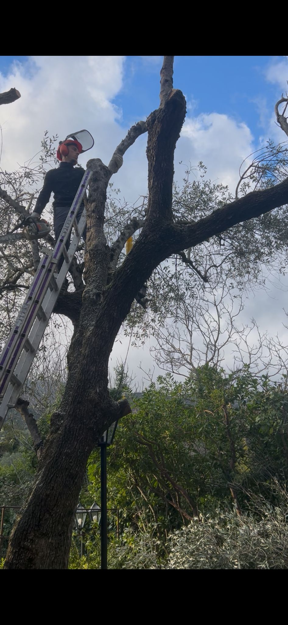 Élagage d'olivier en hauteur, paysagiste en sécurité