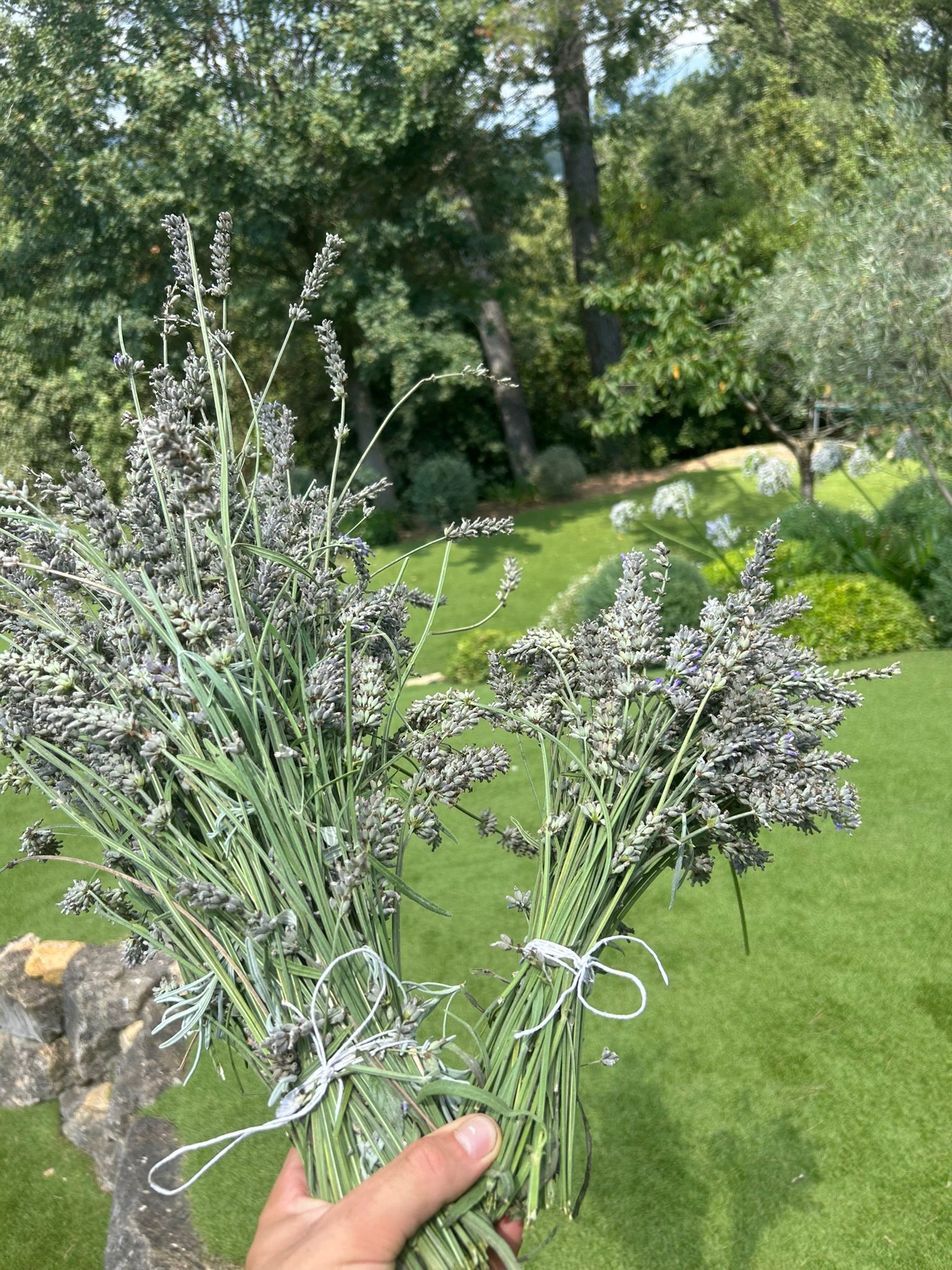 Bouquet de lavandes coupées, jardin entretenu