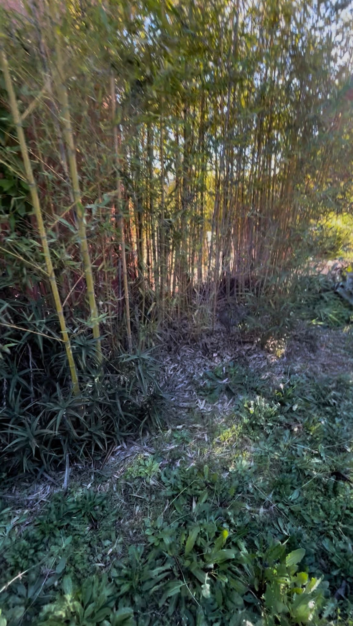 Avant : Jardin en friche envahi par les bambous