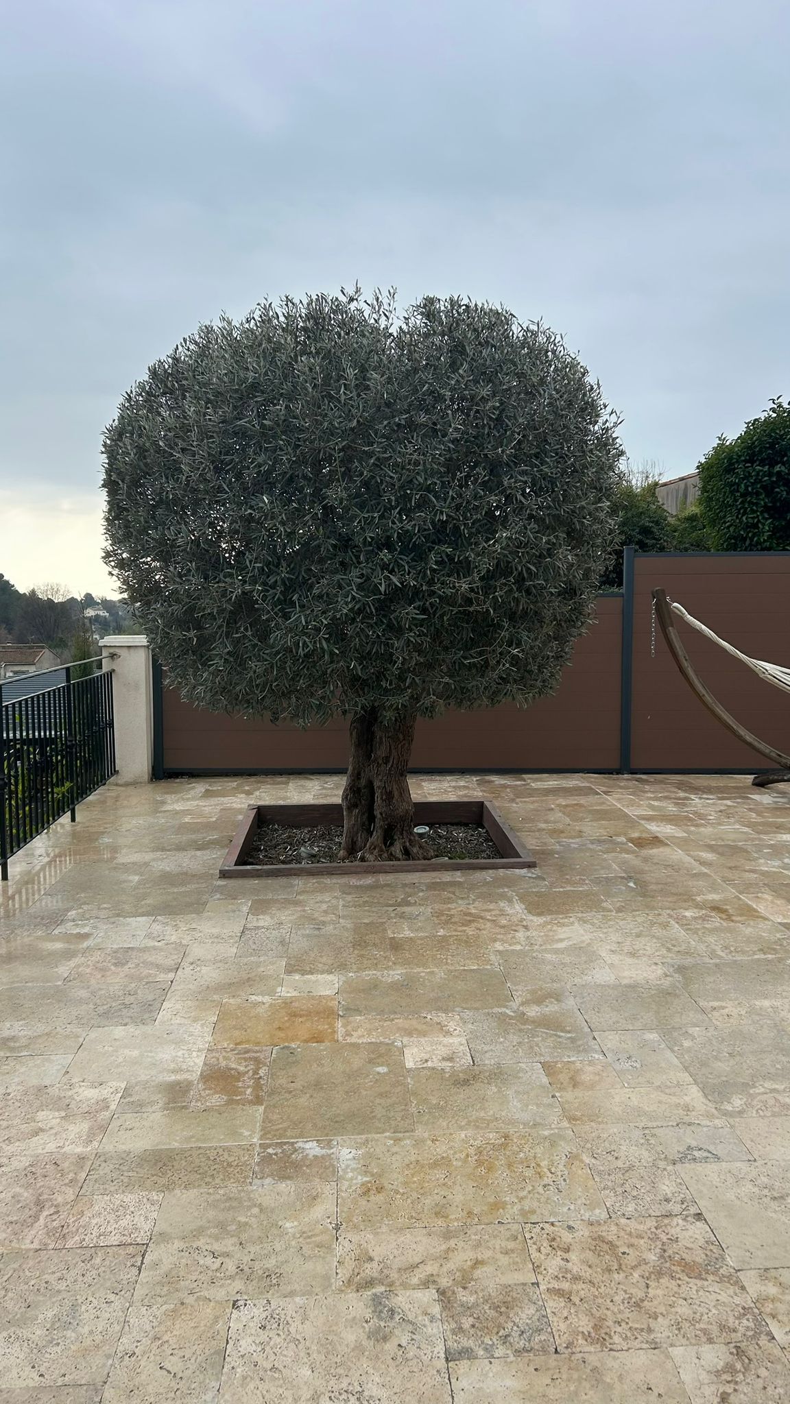 Après : Taille d'un olivier