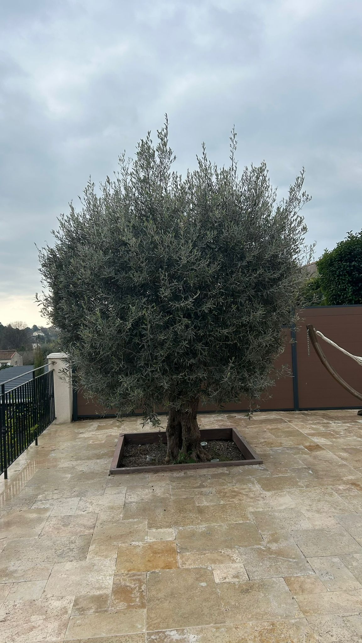 Avant : Taille d'un olivier